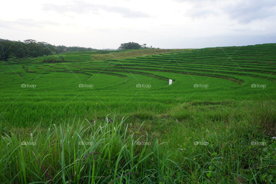 landscape of rice field