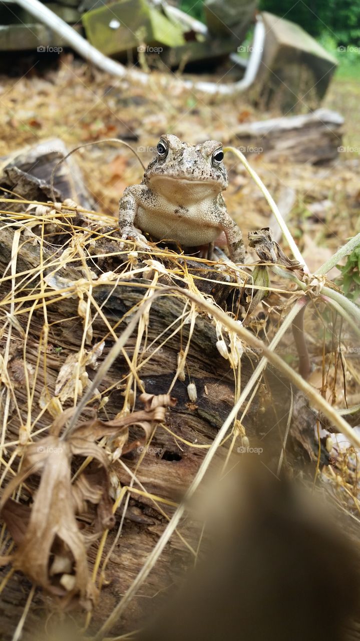 Fowler's Toad. He looks proud.