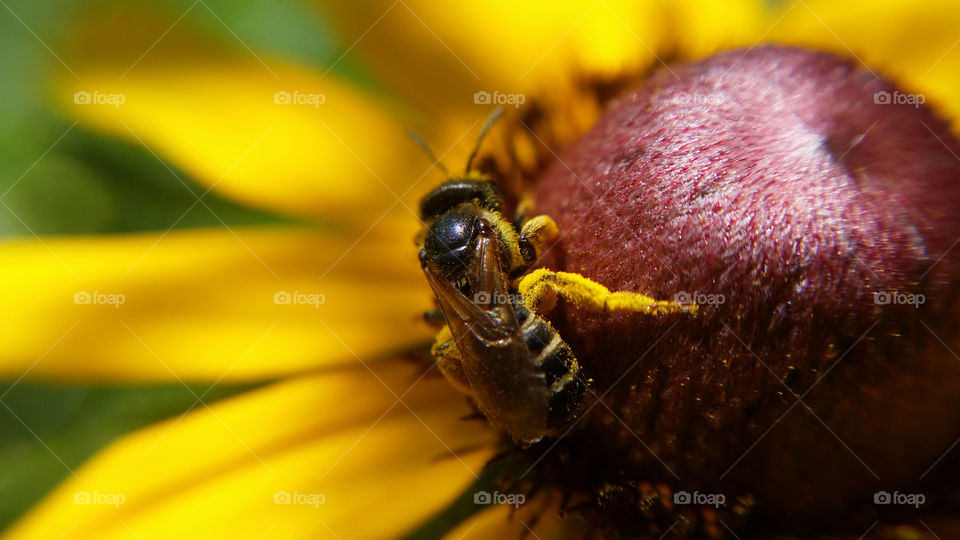 Small bee on yellow flower
