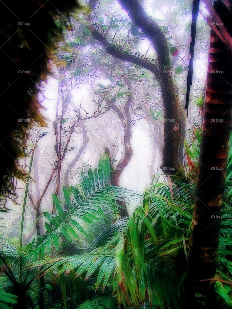 Tropical Forest. Morning mist and tropical plants and trees at El Yunque National Rain Forest. Luquillo, Puerto Rico.