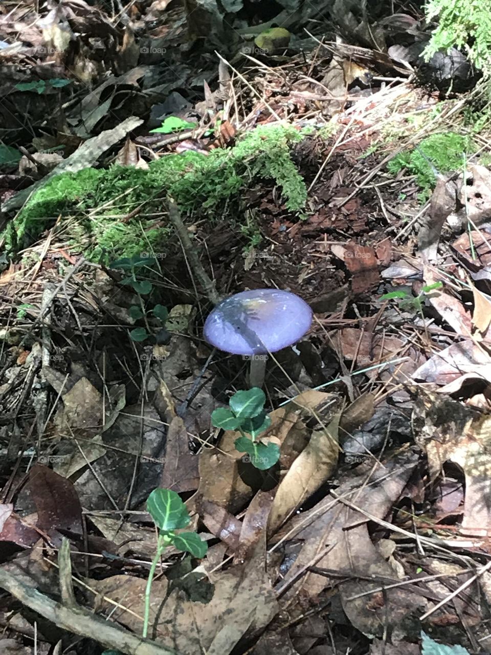 Lavender Fungi 