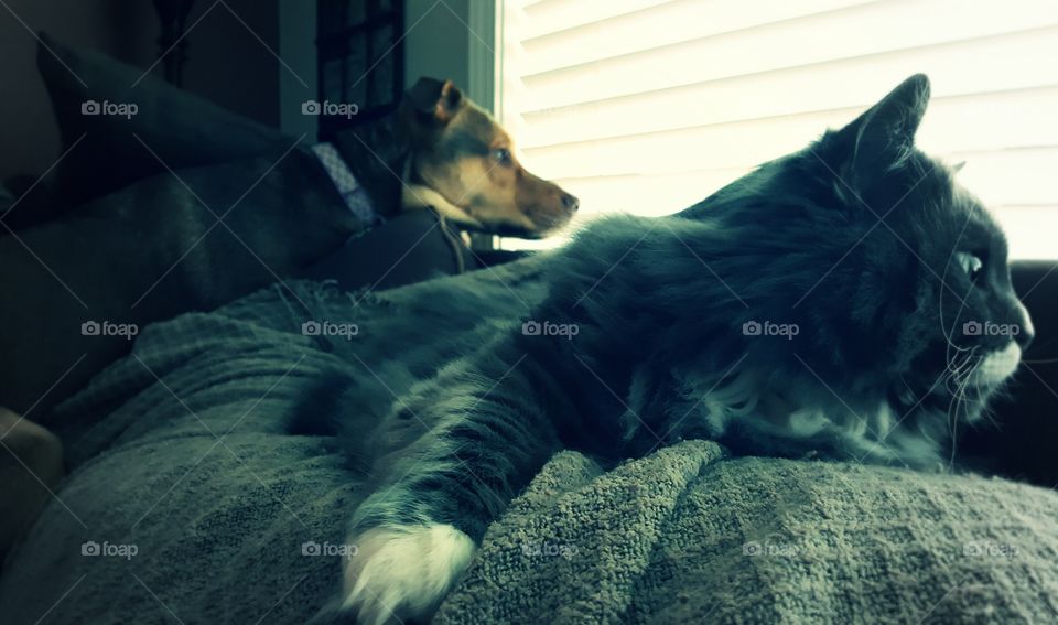 Paris and Cozy gazing out the window