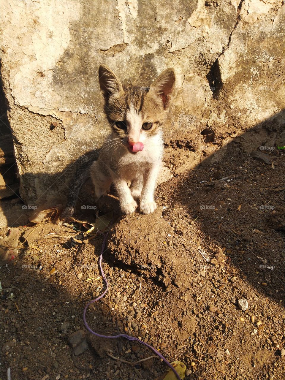 cute cat in sun