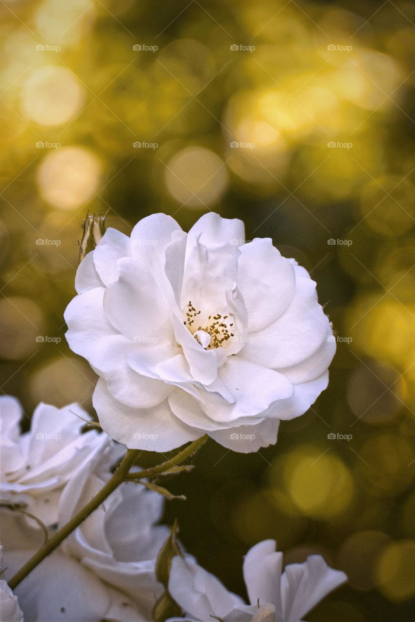 White rose in the garden