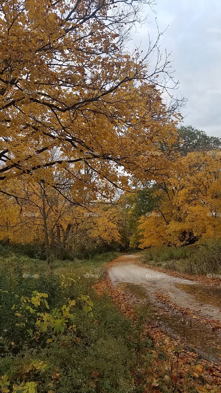 Country Road in the Fall