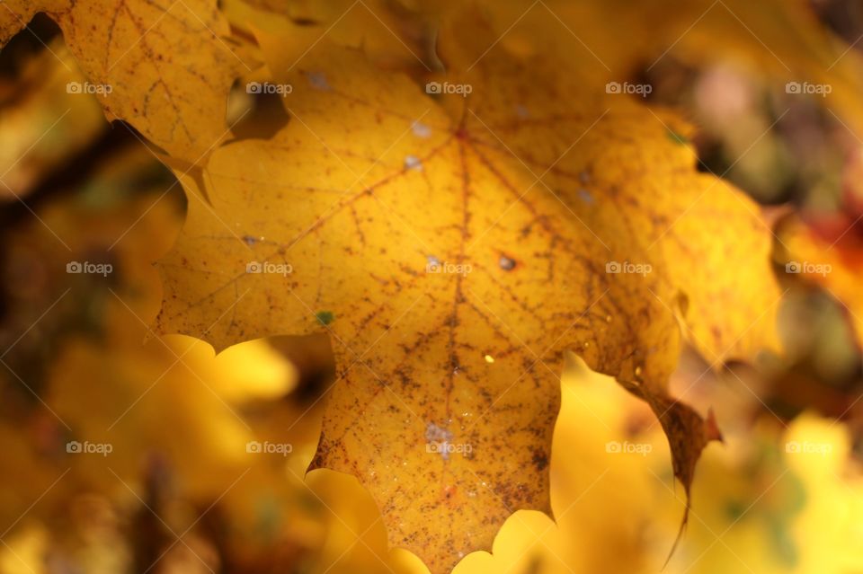 fall leaf nature color yellow colorful no person gold autumn season outdoor bright