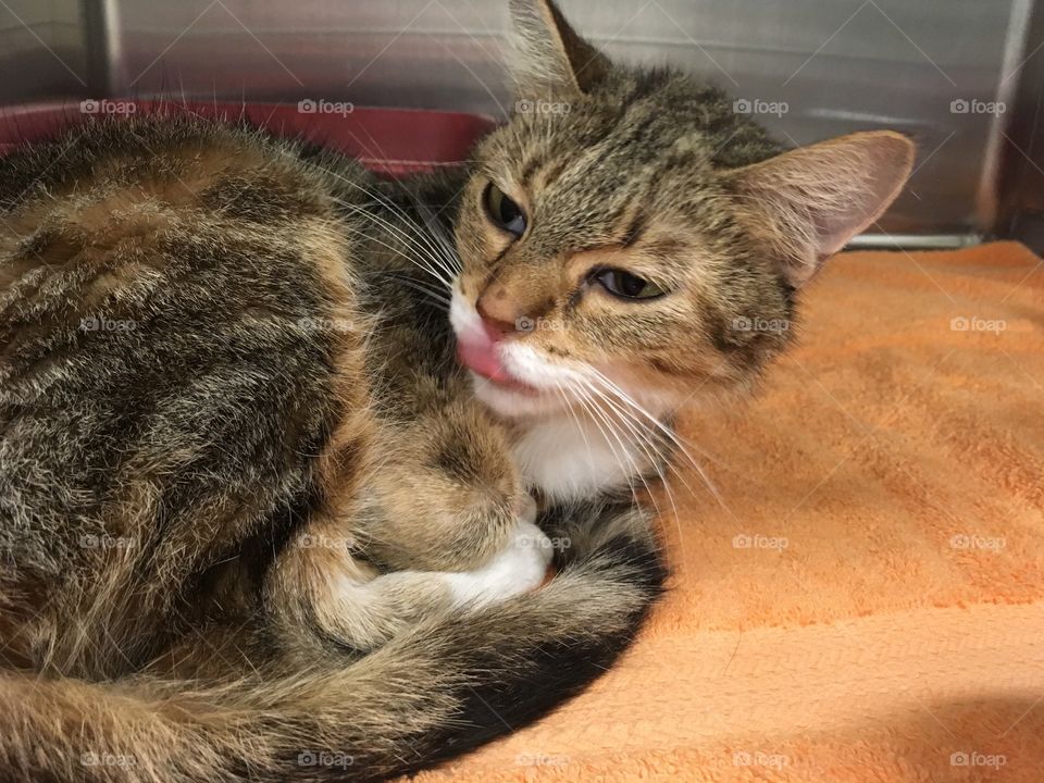 Beautiful kittens up for adoption at PetSmart 