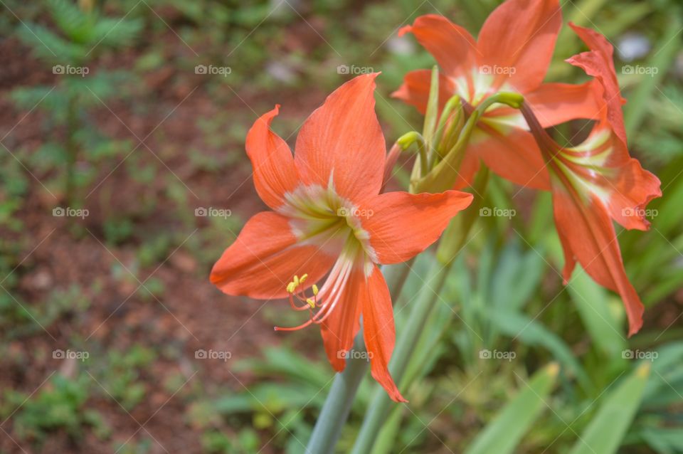 Orange flower