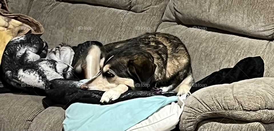 Snuggling on the couch