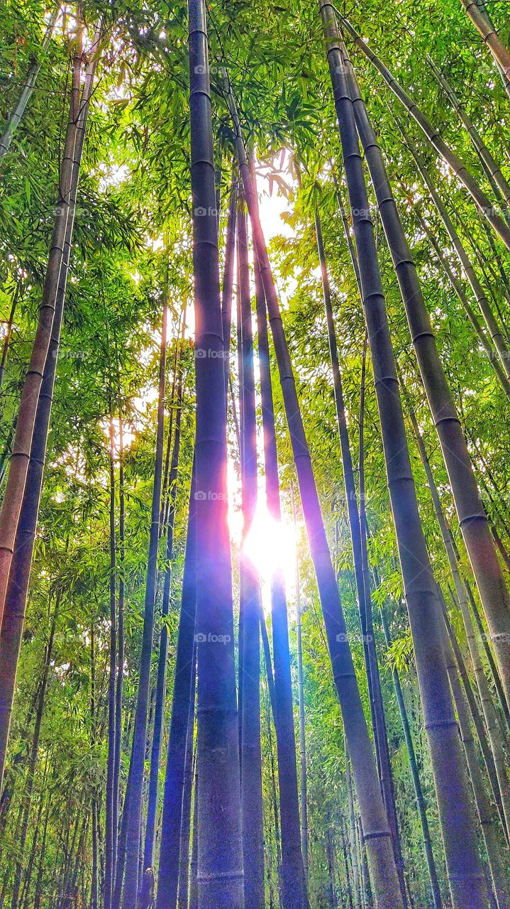 A peek of sun through tall gaint gbamboo trees in bamboo forest at Juknokwon in South Korea, Asia