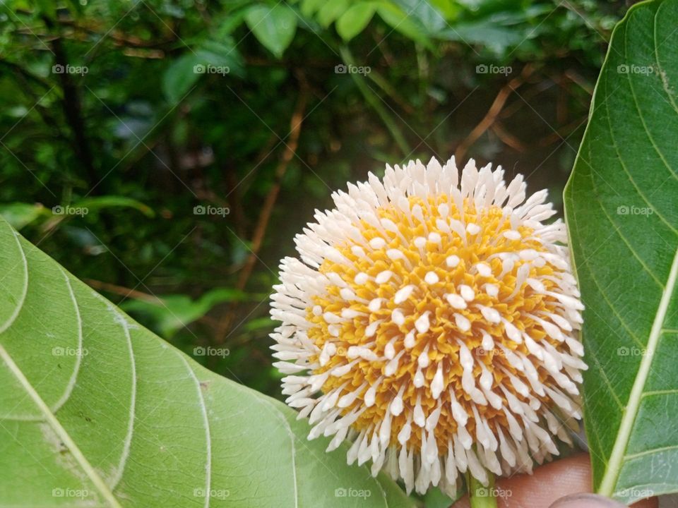 Kadma flower