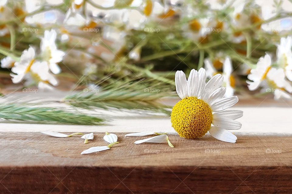 Daisies Close Up