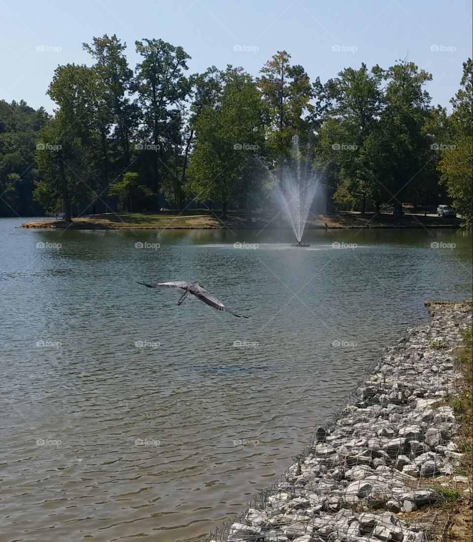 Crane flying at Roane county Park