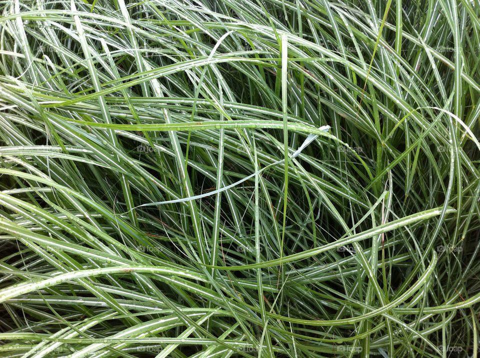 green grass variegated by tplips01