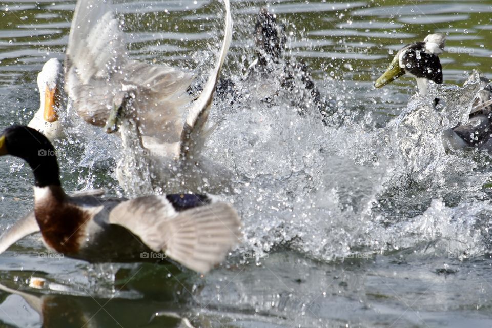 Duck Fight