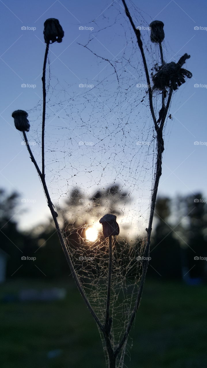 web