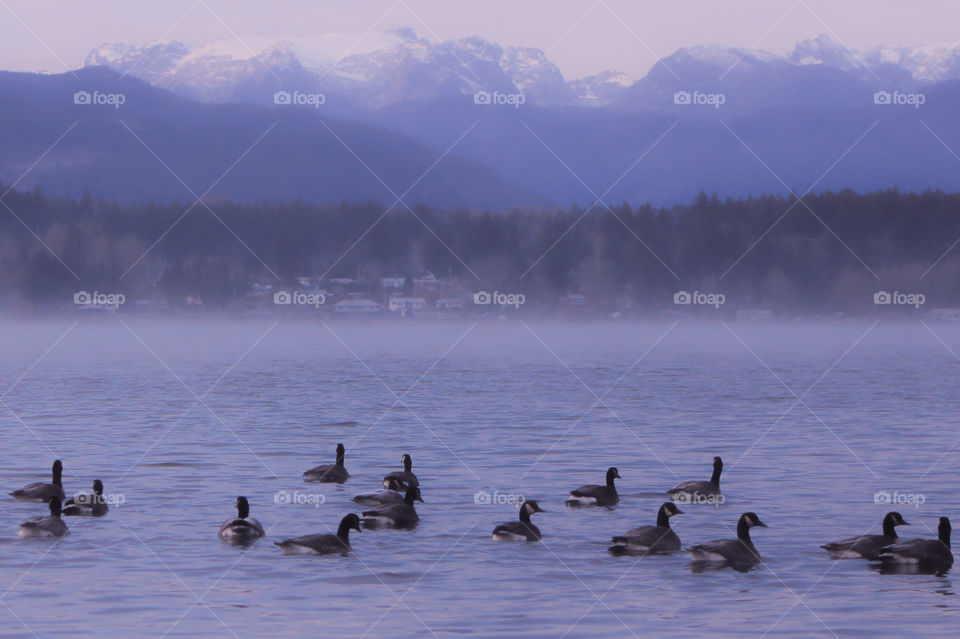 Even photos taken midday defy recognition as day or night. Thick mist on the water, a slightly overcast sky & low angled winter sunlight made this day appear dark & mysterious. Even the geese were reluctant to leave their ‘warmer’ sheltered bay. 