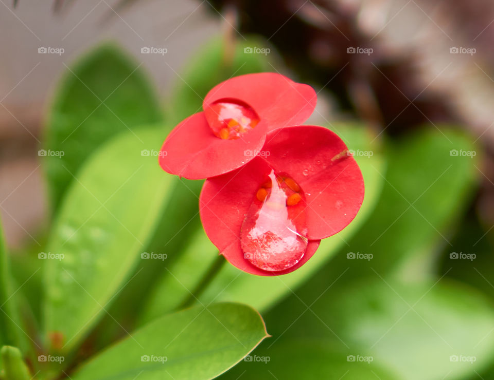 Floral photography - Christ of thorn - Rain drop