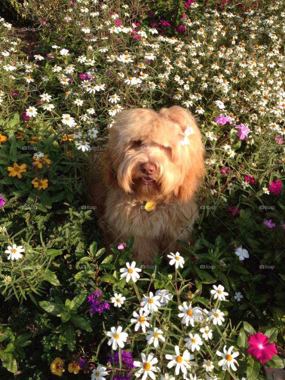 Puppy in flowers