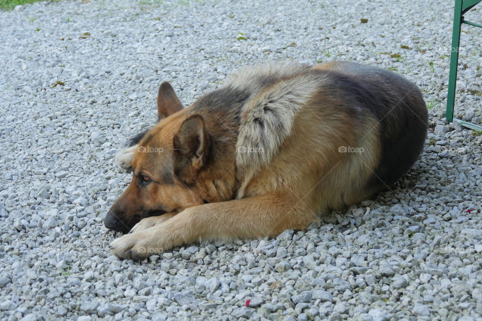 german hound