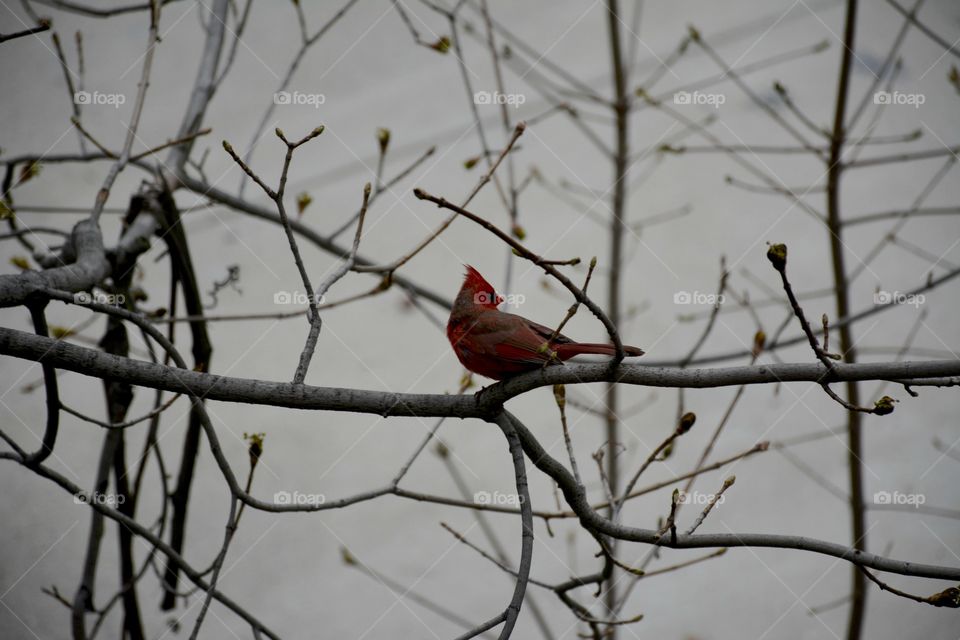 Bird, Winter, Wildlife, No Person, Tree