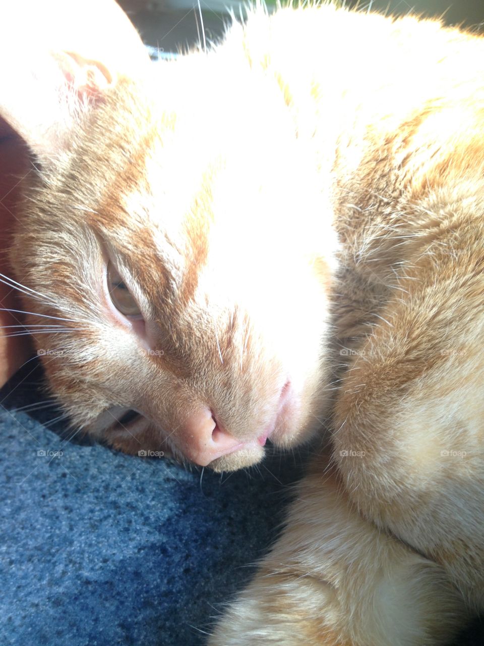 Close up kitty relaxing 