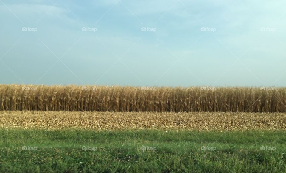 Corn Field, Central Illinois 