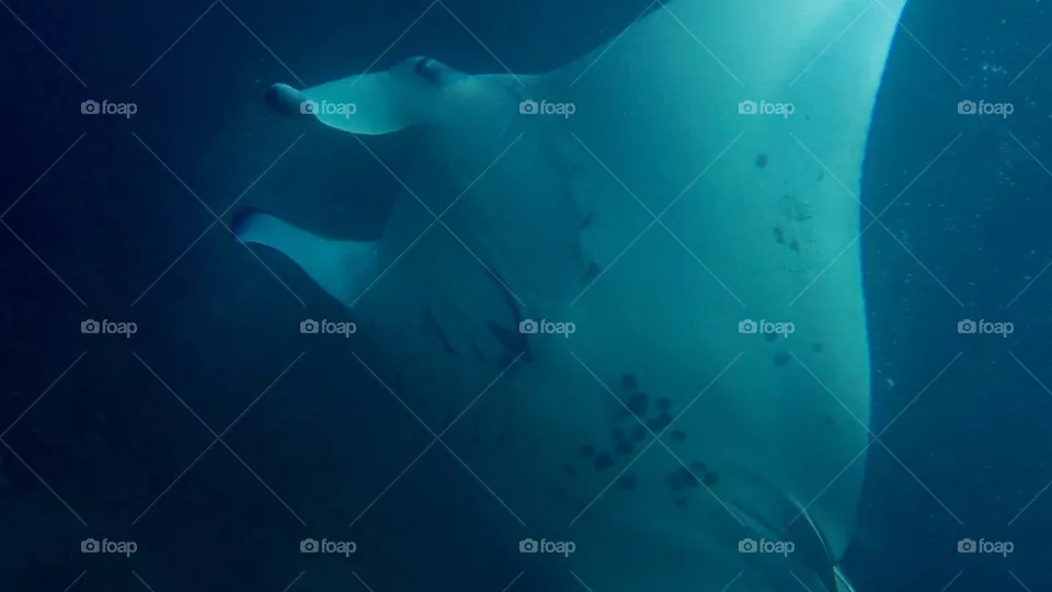 Dive