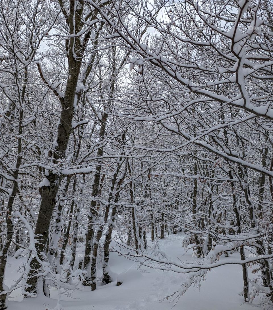 winter landscape