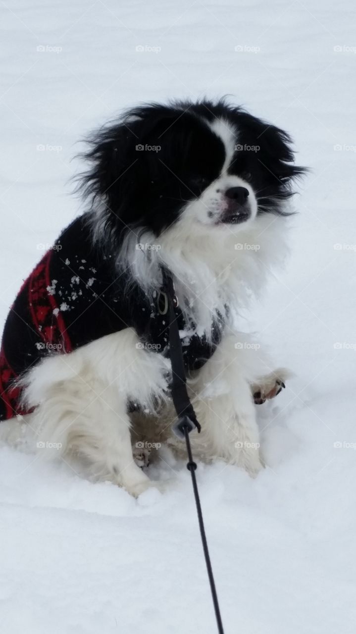 Puppy in a sweater in the snow