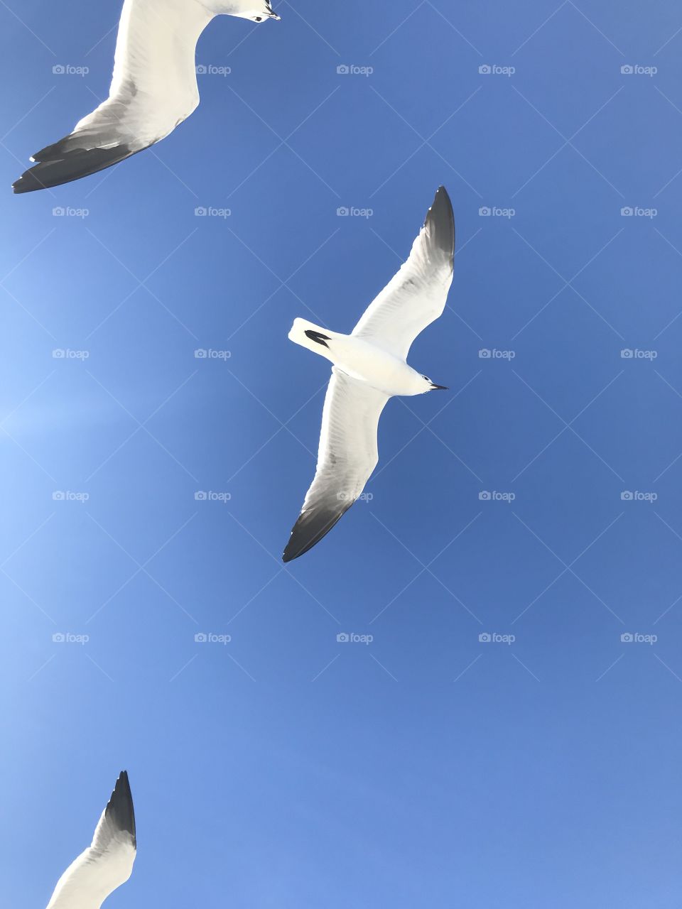 Seagulls, Bird, Flight, Nature, No Person