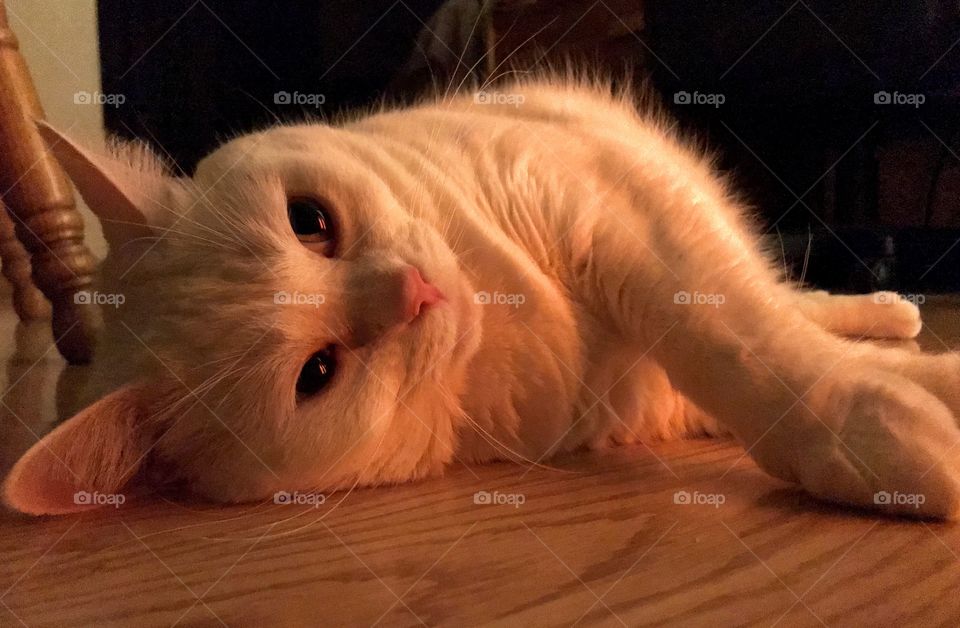 Cat by the heater 