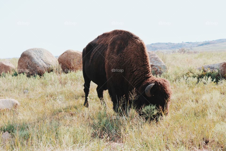 Wild Buffalo on the Plains