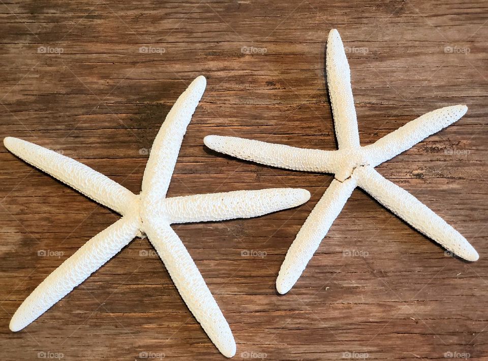 Two Five-fingered Starfish on Wood