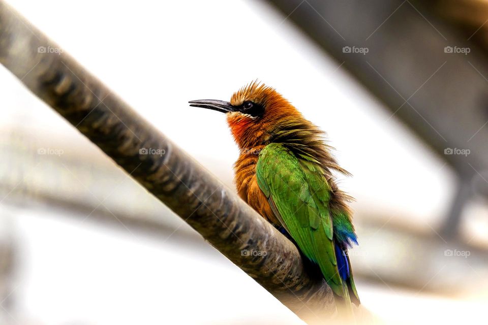 A portrait of a colorful bee eater bird with green wings and other colored feathers