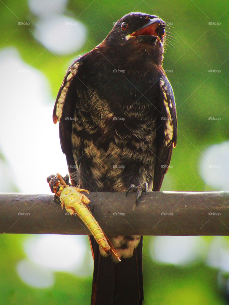 Black drongo eating a grasshopper.
The black drongo (Dicrurus macrocercus) is a small Asian passerine bird of the drongo family Dicruridae.