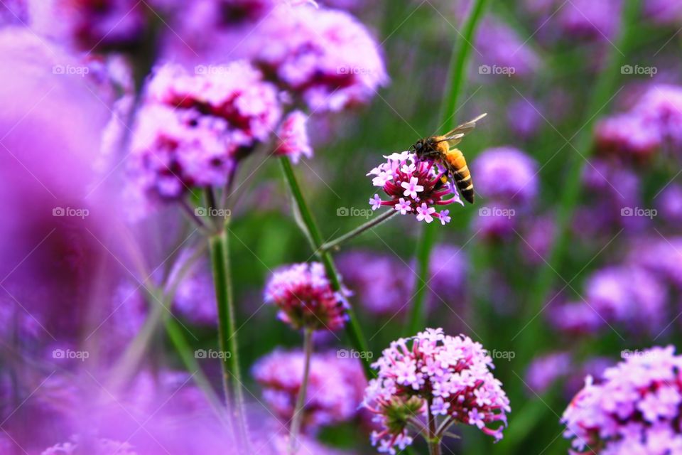 A small bee is eating nectar from flowers that are blooming in the spring. Beauty in nature.