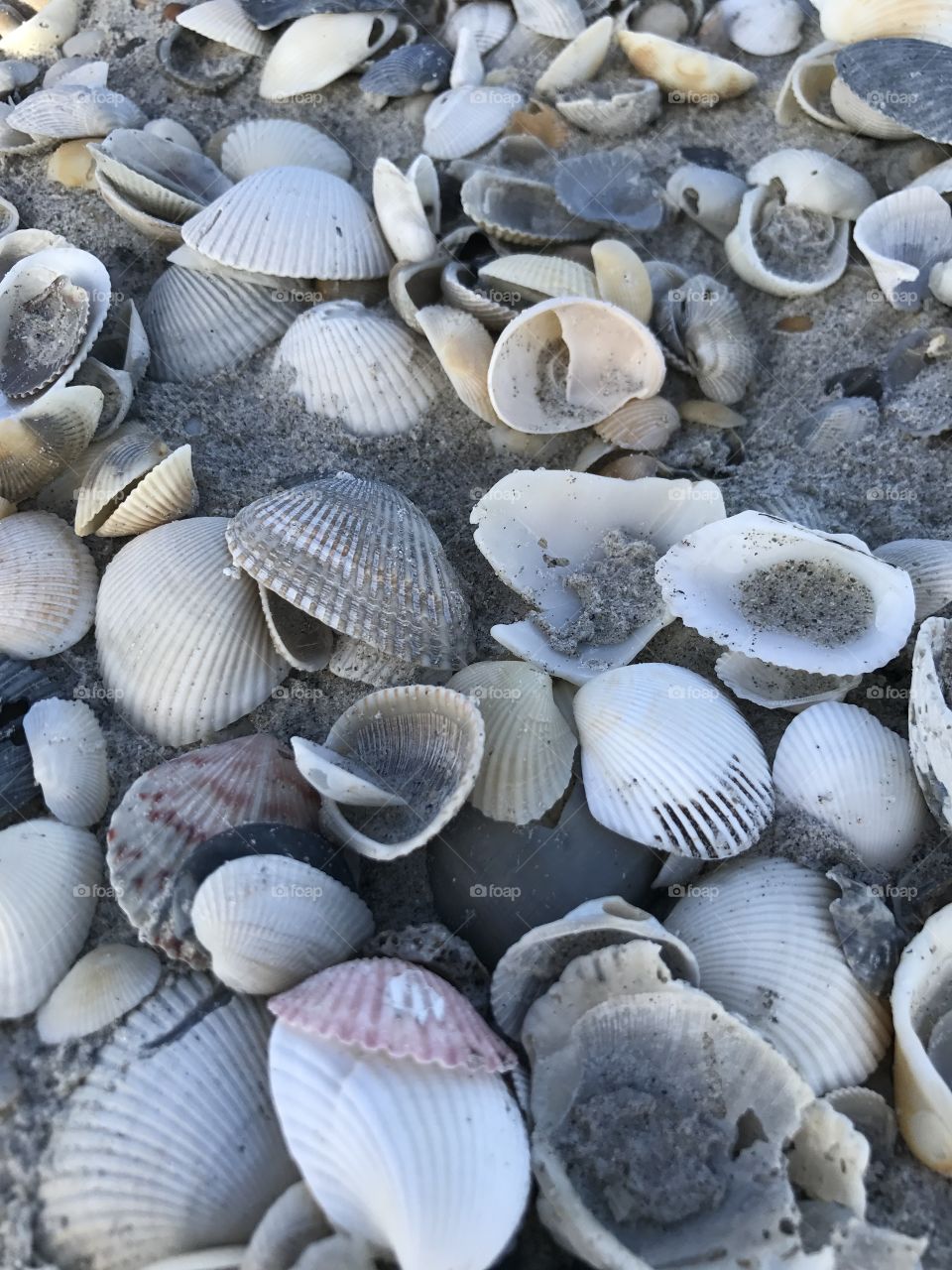 Beach shells 
