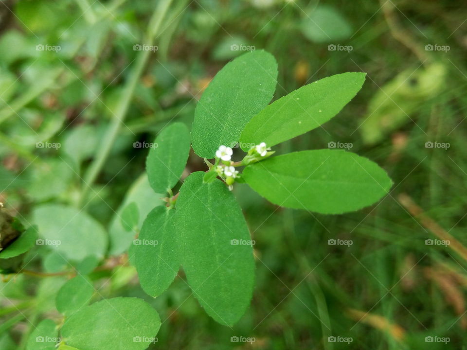 Leaf, Nature, Flora, Growth, No Person