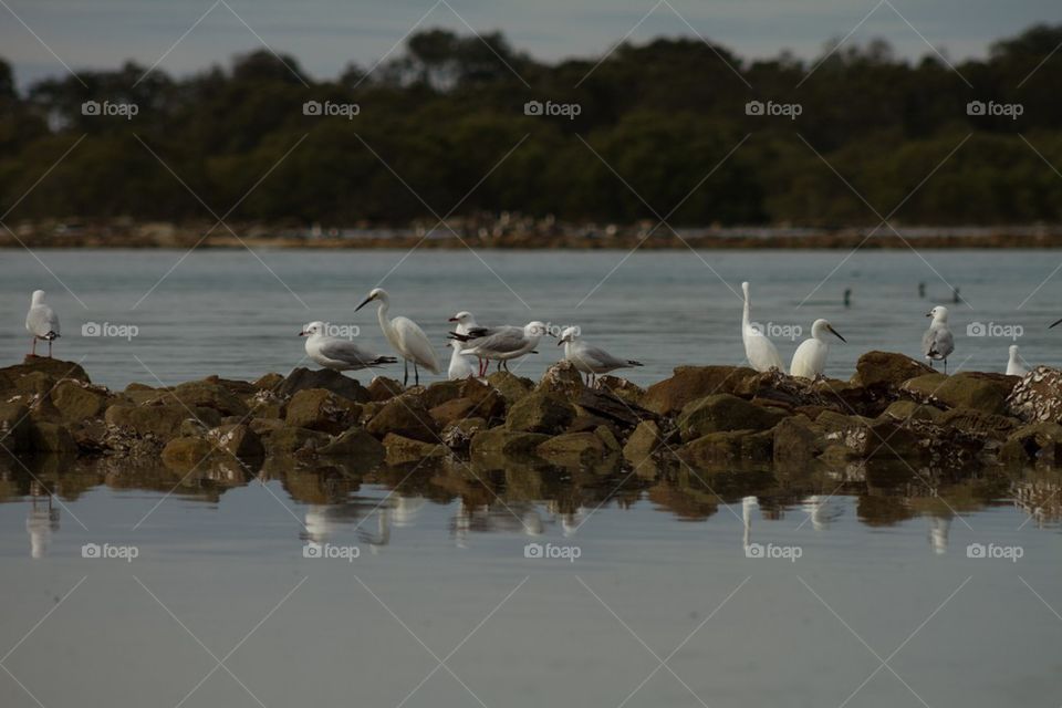 Seagulls on the Rocks