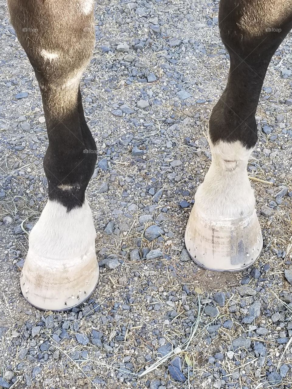 Newly shod horse hooves