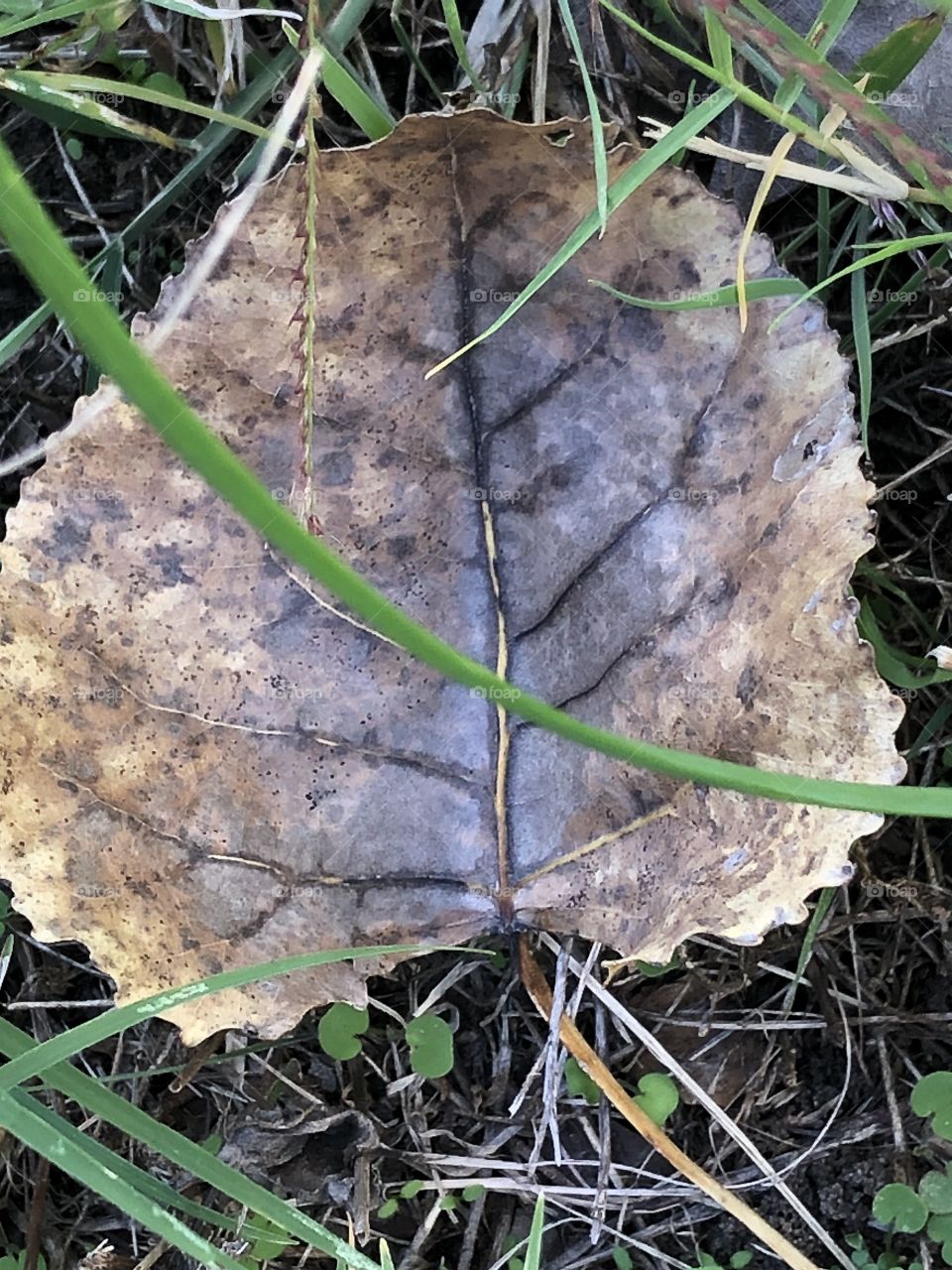 Leaf in the yard