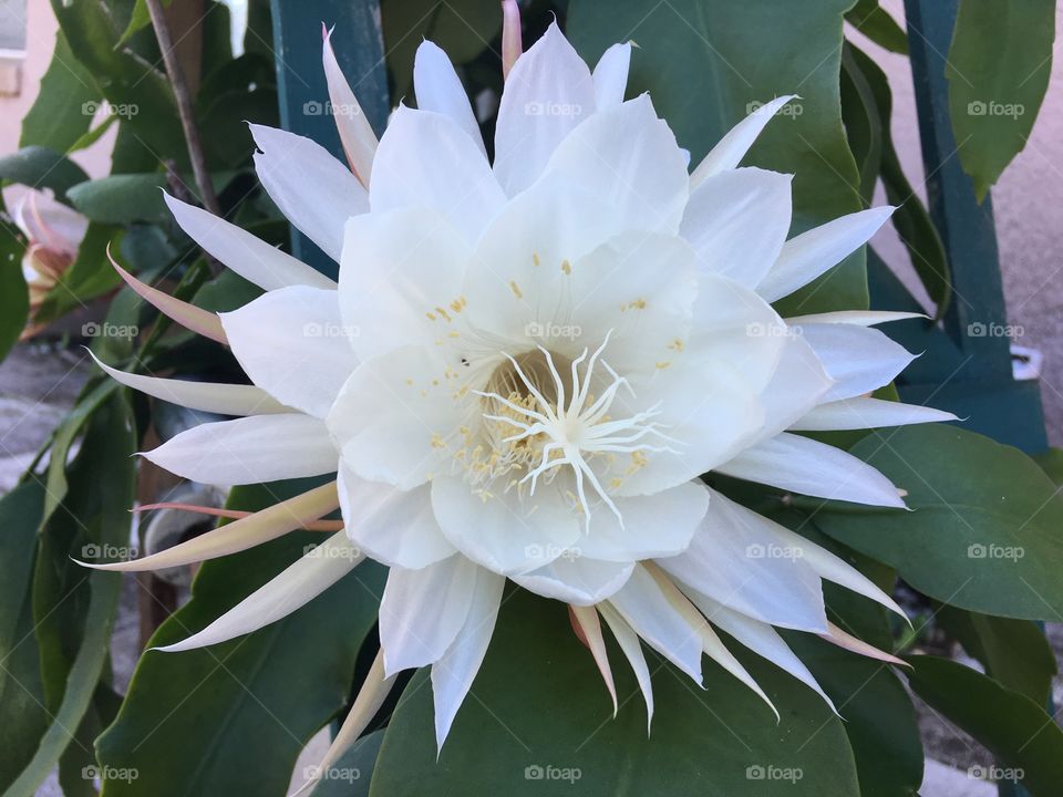 Night-blooming Cereus 