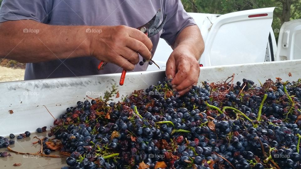 A worker is cleaning the grapes on a track of wineyard in Montpellier, France