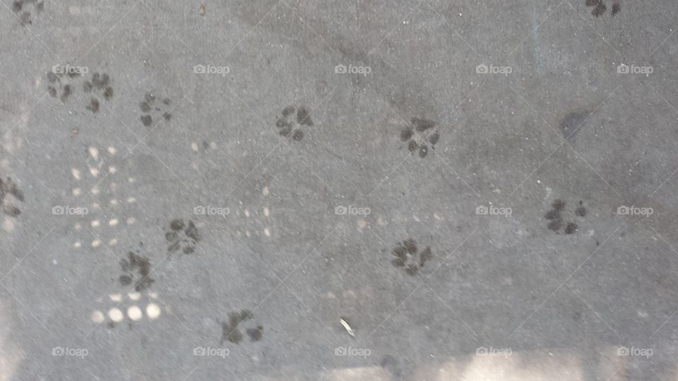 Wet dog prints cement