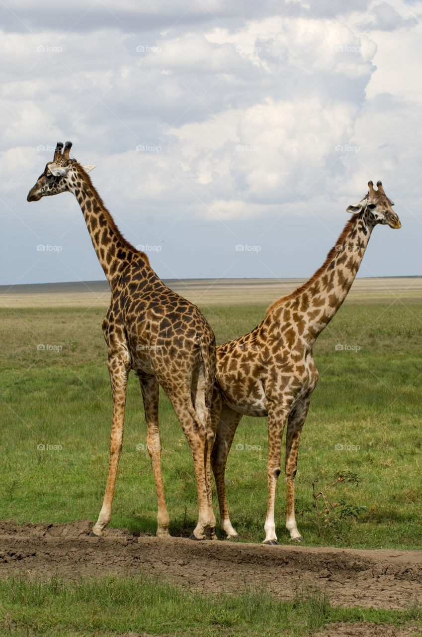 Two giraffes in Serengeti Natuonal Park in Tanzania Africa.