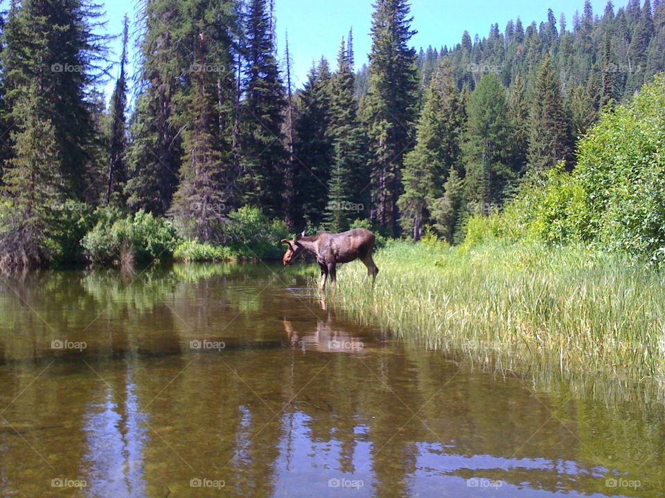 Moose on the Water - Idaho. A wild young moose goes to take a drink from a lazy river surrounded by the lush woods of an Idaho forrest