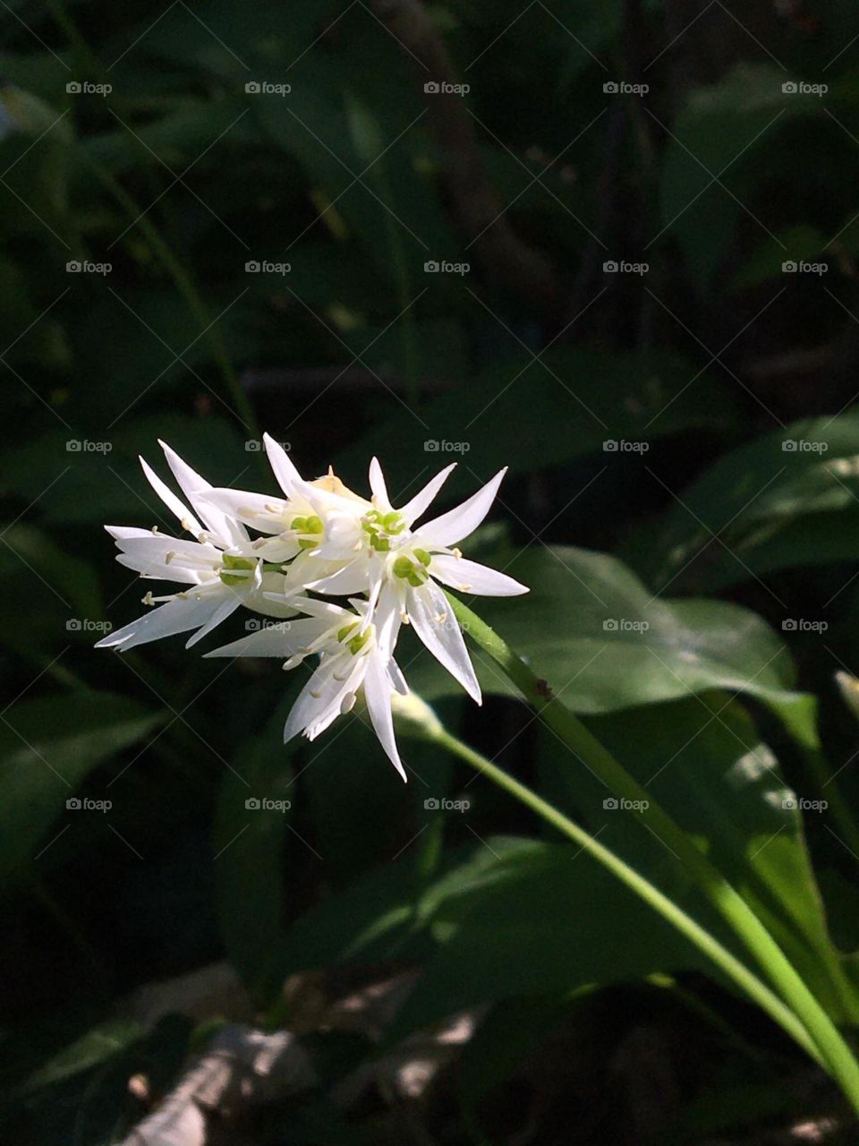 Wild garlic flower contrasting on dark background 