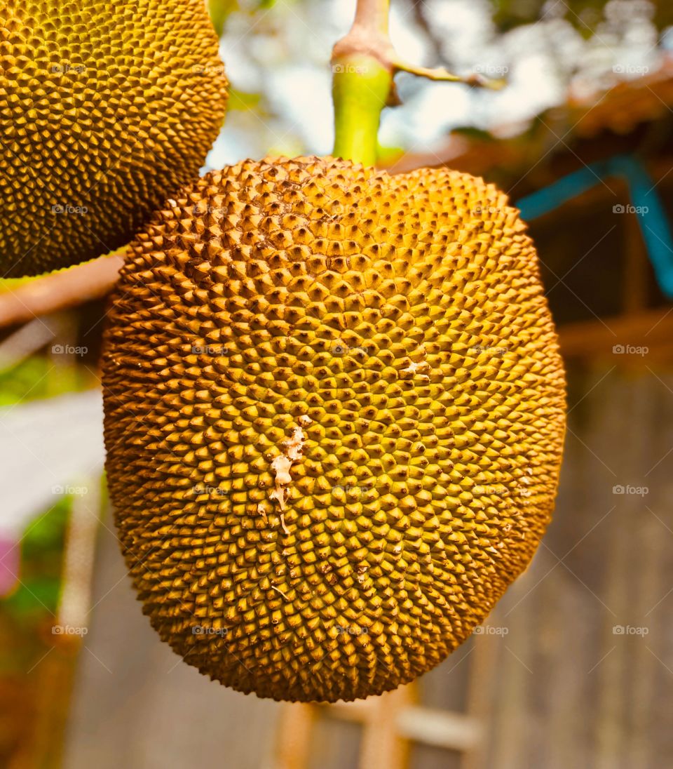 Ripe tree jackfruit in my village 