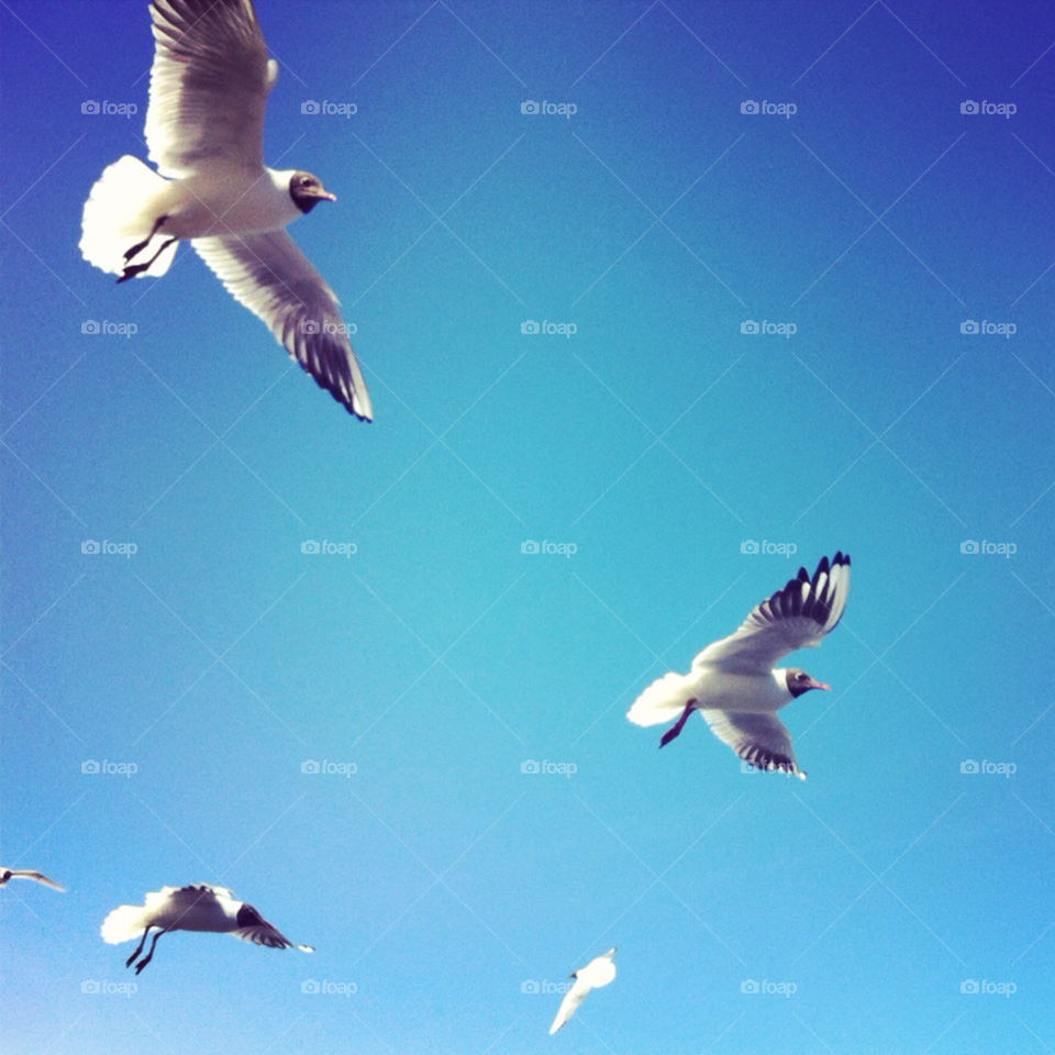Bird, Seagulls, Flight, Fly, Freedom